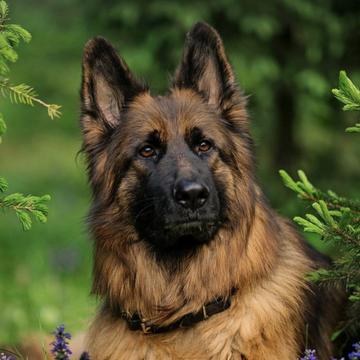 Frtn🐕‍🦺 MICO Live profile