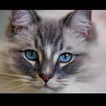 💥ᴸᴹ Ming😼ⲃϻⲃ MICO Live profile