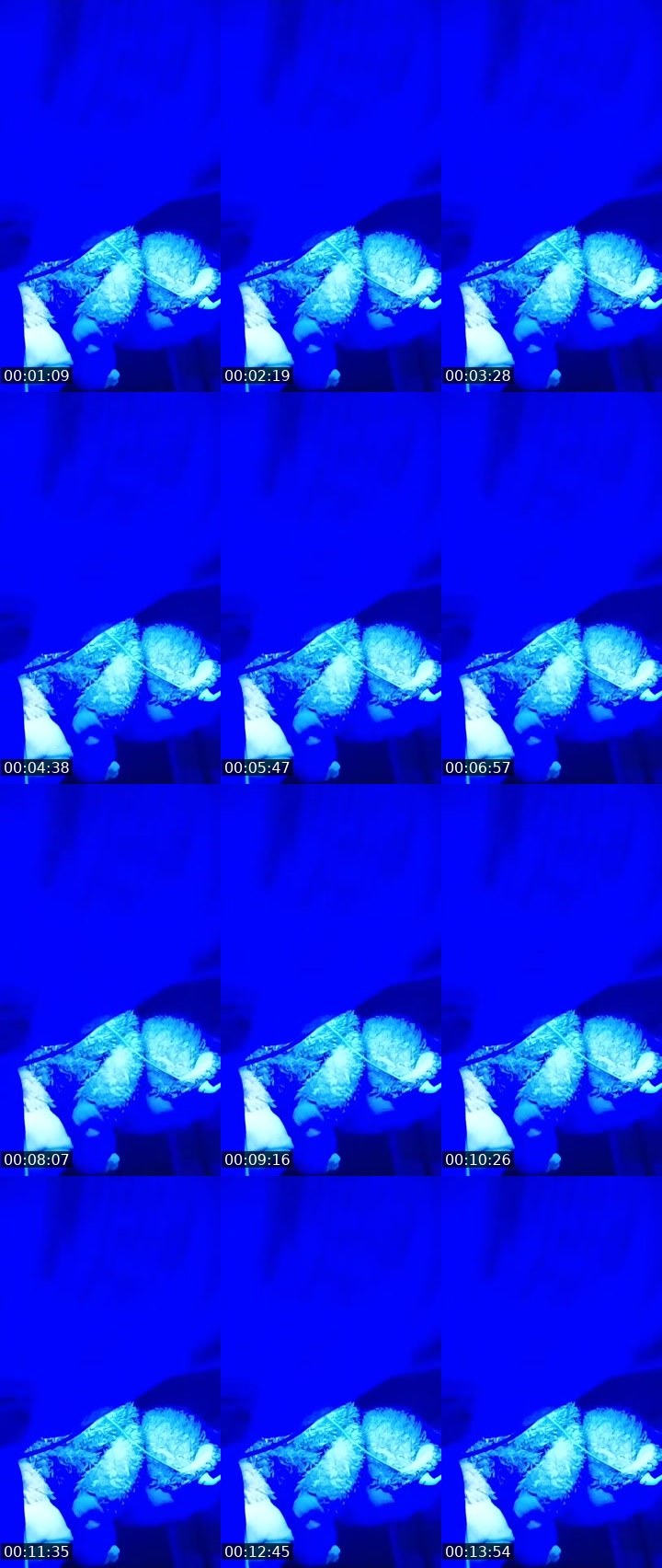 Contact-sheet preview of ♋IRENE🎱ᵂᵃᵛᵉˢ's MICO Live recording
