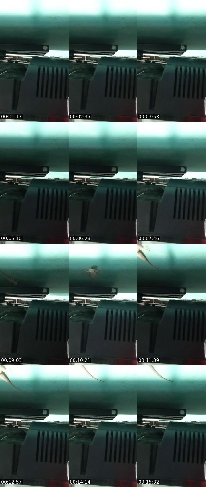 Contact-sheet preview of 🙀ᴸᴹMARGO🦋💠's MICO Live recording