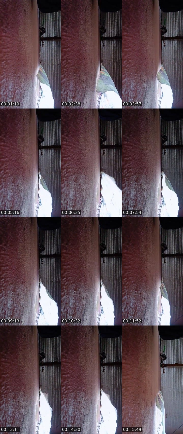 Contact-sheet preview of 🐺𝓔𝓵𝔂🎱ᵂᵃᵛᵉˢ's MICO Live recording